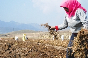中國甘肅小村居民嘗試種植粟米及蠶豆兩年，取得不錯的果效，增加了他們的信心。(圖：施達基金) <br/>
