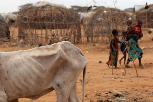 非洲遭遇饑荒及乾旱，圖為瘦骨嶙峋的牲畜。（圖：互聯網） <br/>