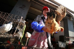 中國發現數例H7N9禽流感病毒致人感染病例。該病毒為全球首次發現的新亞型流感病毒。（圖：US News） <br/>