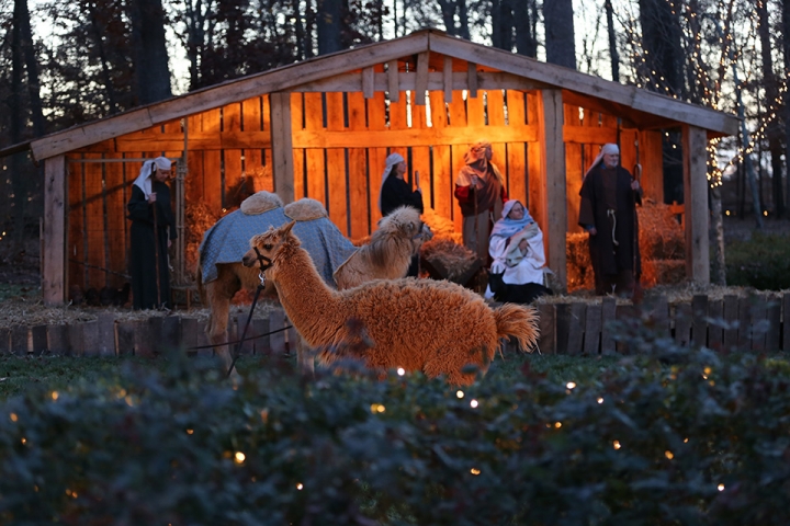 葛培理圖書館的聖誕節慶，每晚都有聖誕夜的重演，其中有活生生的駱駝、馬、牛羊等動物。(圖：BGEA)