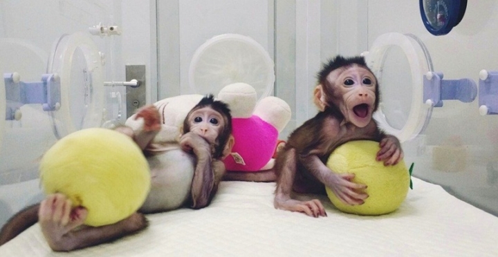 複製猴被質疑違反科學倫理。（圖：國際學術期刊《細胞》）