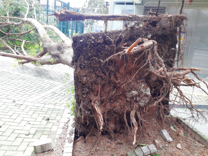風暴橫掃香港老樹連根拔起。（圖：基督日報）