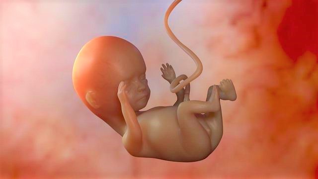 15周胎兒已發育成人型。（圖：網絡圖片）
