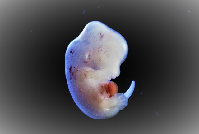 人類幹細胞植入老鼠胚胎。（圖：網絡圖片）
