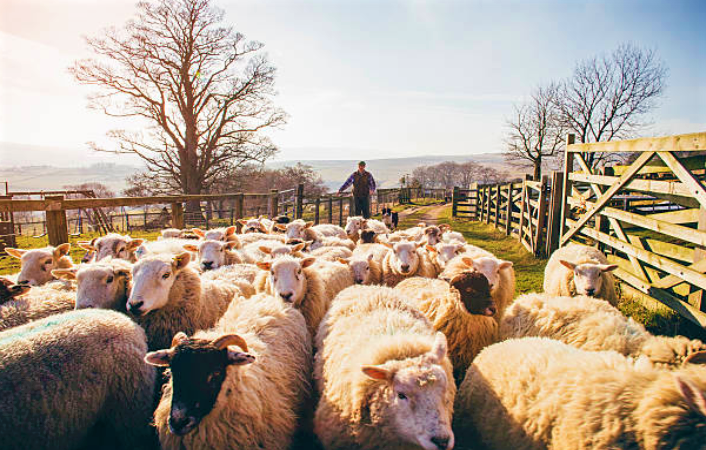 牧人與羊群。（圖：網絡圖片）