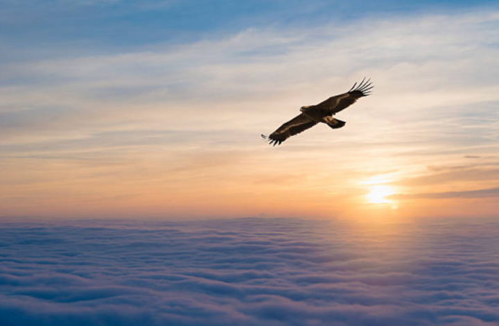 耶和華如鷹背負子民展翅。（圖： Getty Images ） 