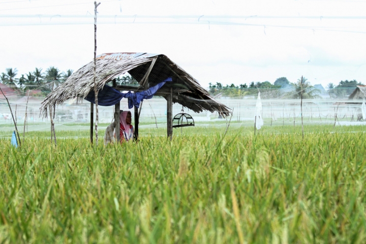 印尼農民在水稻植場。（圖：網絡圖片） 