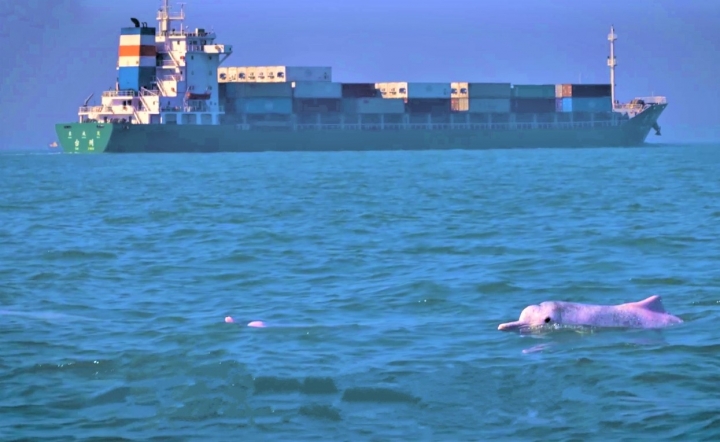 記錄片《聲之海》：中華白海豚棲息處有貨輪駛近。（圖：《聲之海》擷圖） 

 