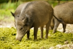 wild-boar-1336864.jpg