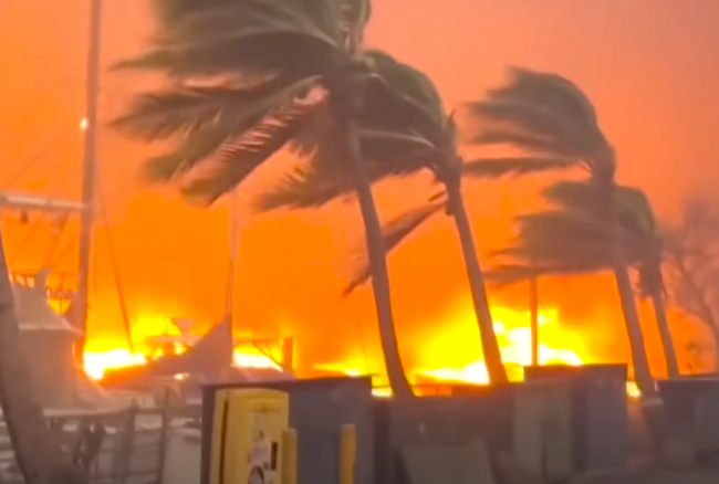 夏威夷毛伊島大火。（圖：世界野生動物協會視YouTube擷圖）