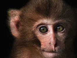 這是科學家首次能夠從成年靈長類動物身上複製可存活的胚胎，被複製的是一隻10歲的雄性恒河猴。(圖：Sydey Morning Herald) <br/>